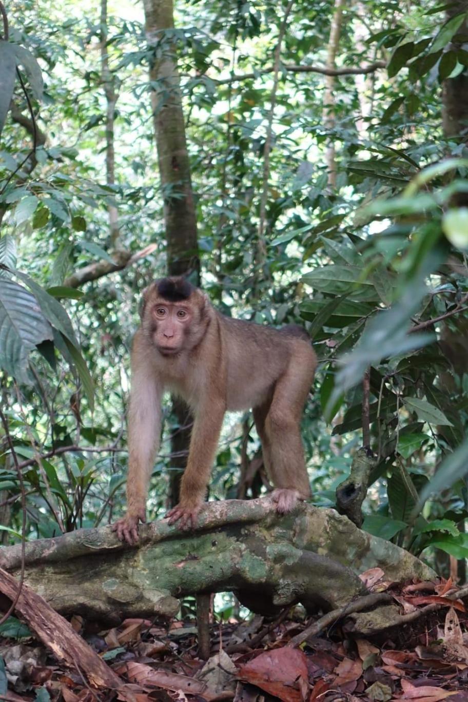 Magpie Homestay & Jungle Trekking Only For Guest Trekking With Us Bukit Lawang Room photo