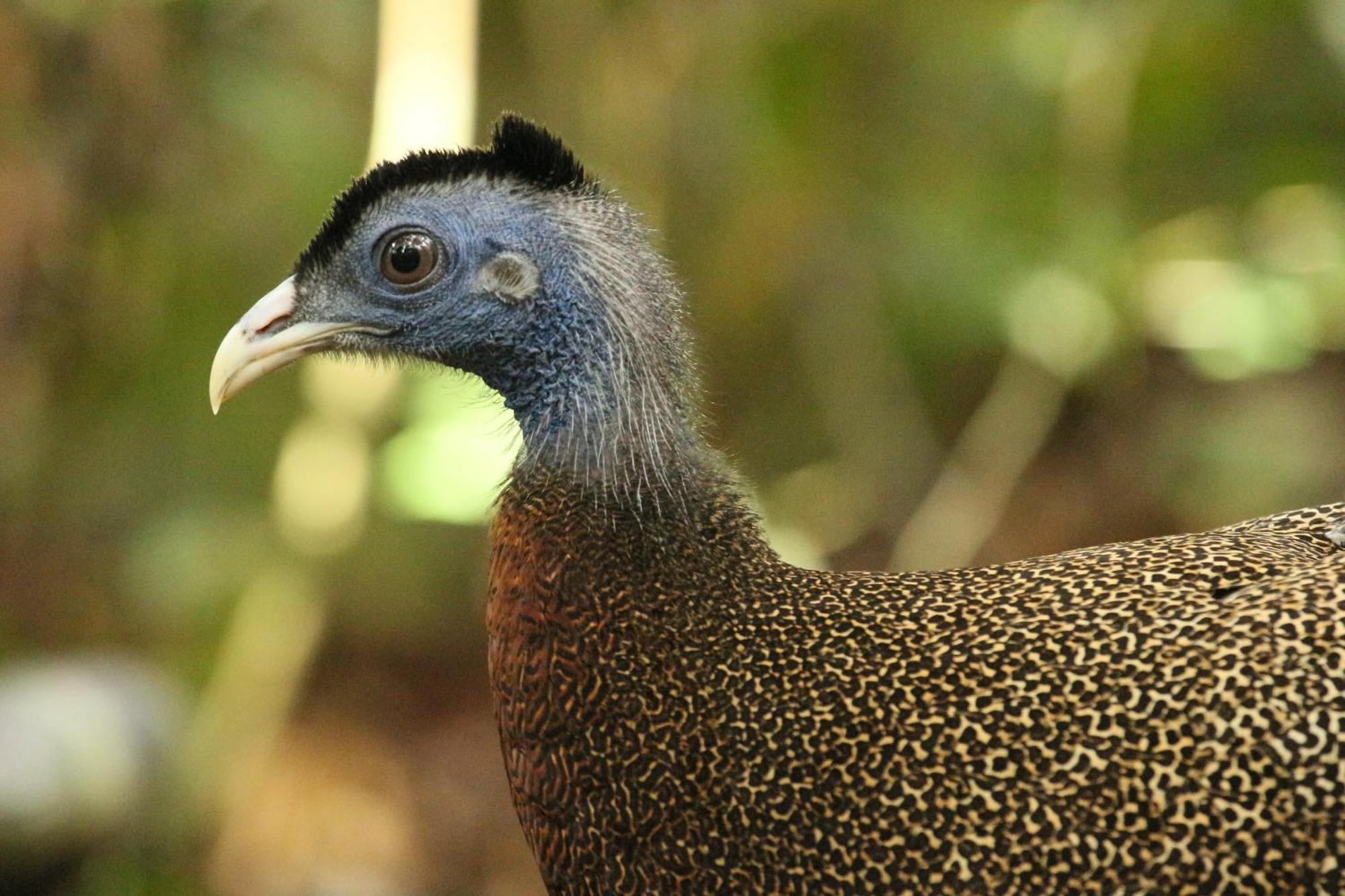Magpie Homestay & Jungle Trekking Only For Guest Trekking With Us Bukit Lawang Exterior photo
