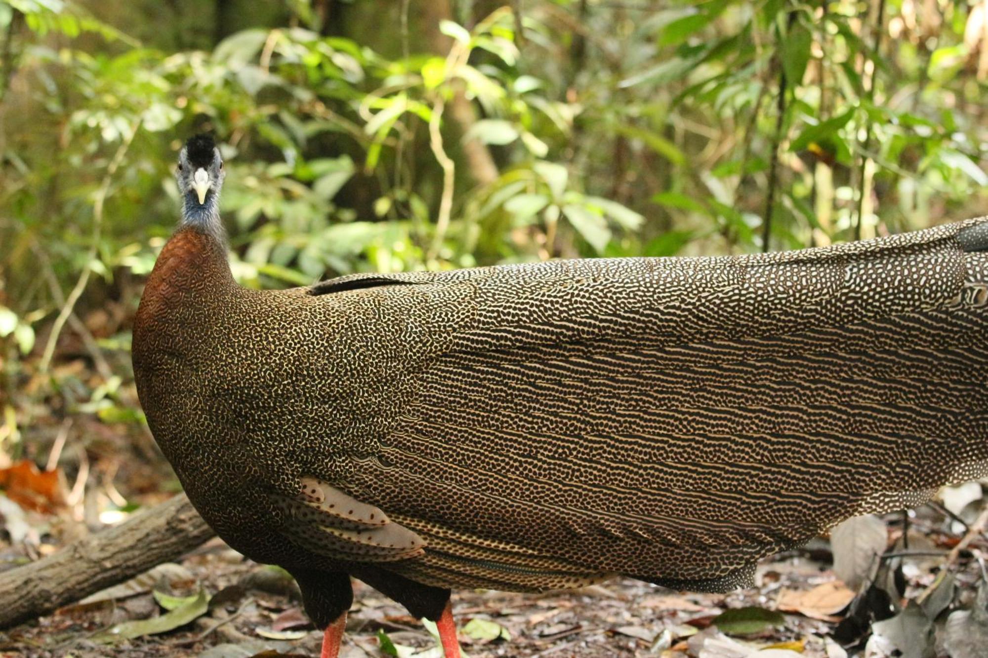 Magpie Homestay & Jungle Trekking Only For Guest Trekking With Us Bukit Lawang Exterior photo