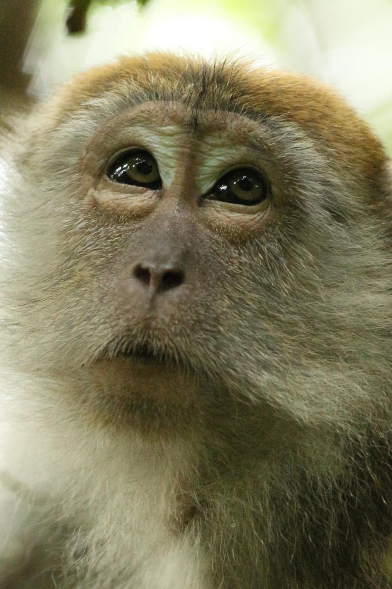 Magpie Homestay & Jungle Trekking Only For Guest Trekking With Us Bukit Lawang Exterior photo