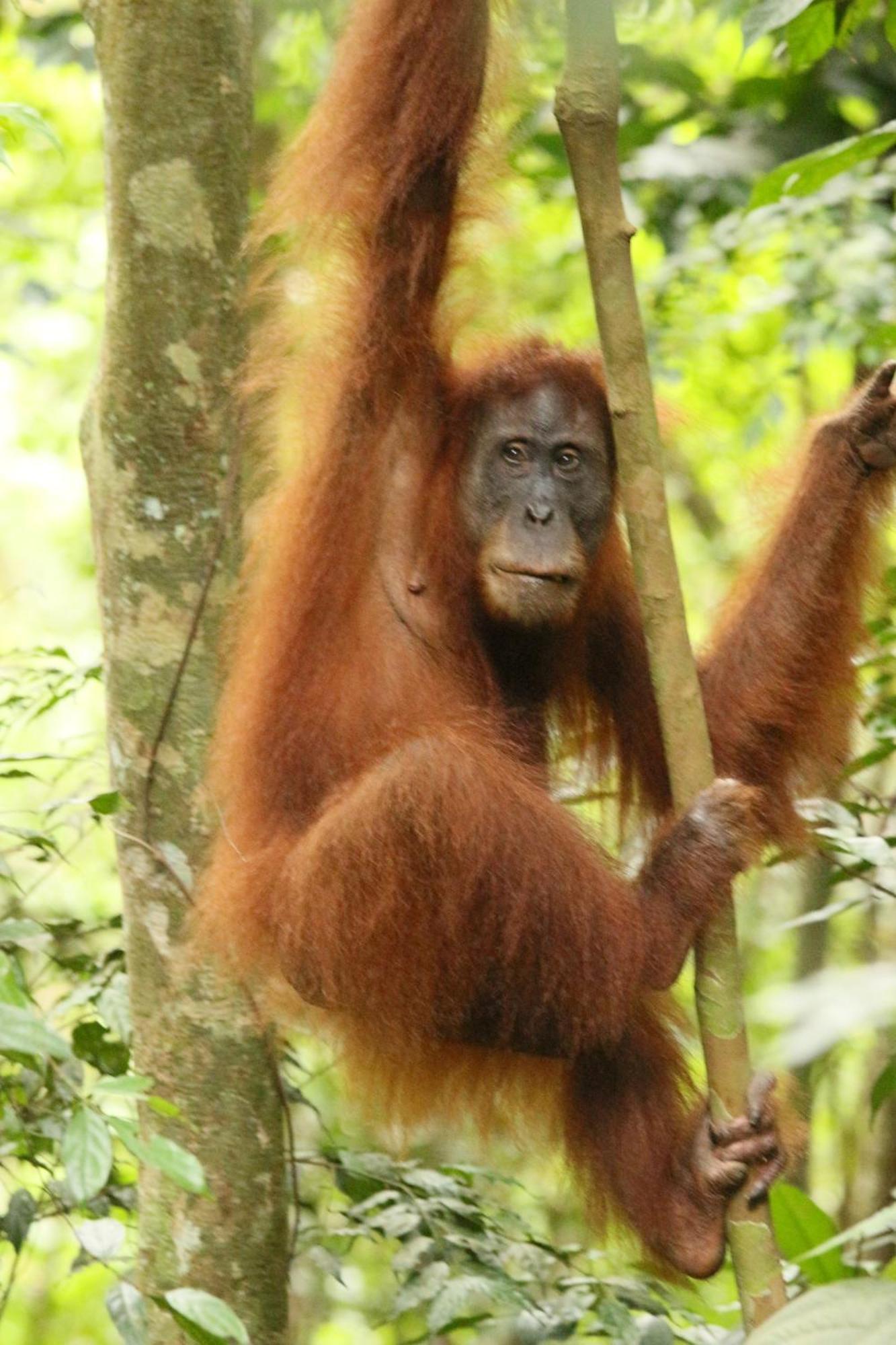 Magpie Homestay & Jungle Trekking Only For Guest Trekking With Us Bukit Lawang Exterior photo