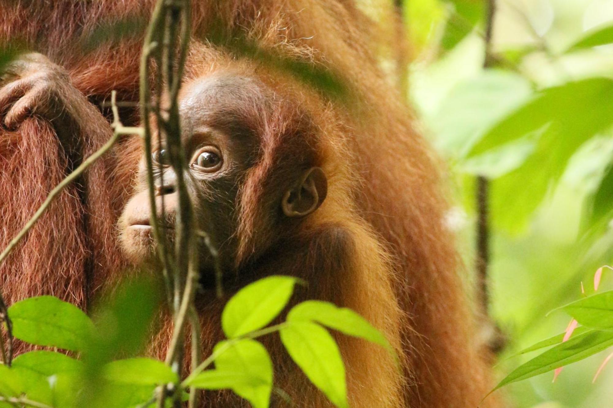 Magpie Homestay & Jungle Trekking Only For Guest Trekking With Us Bukit Lawang Exterior photo
