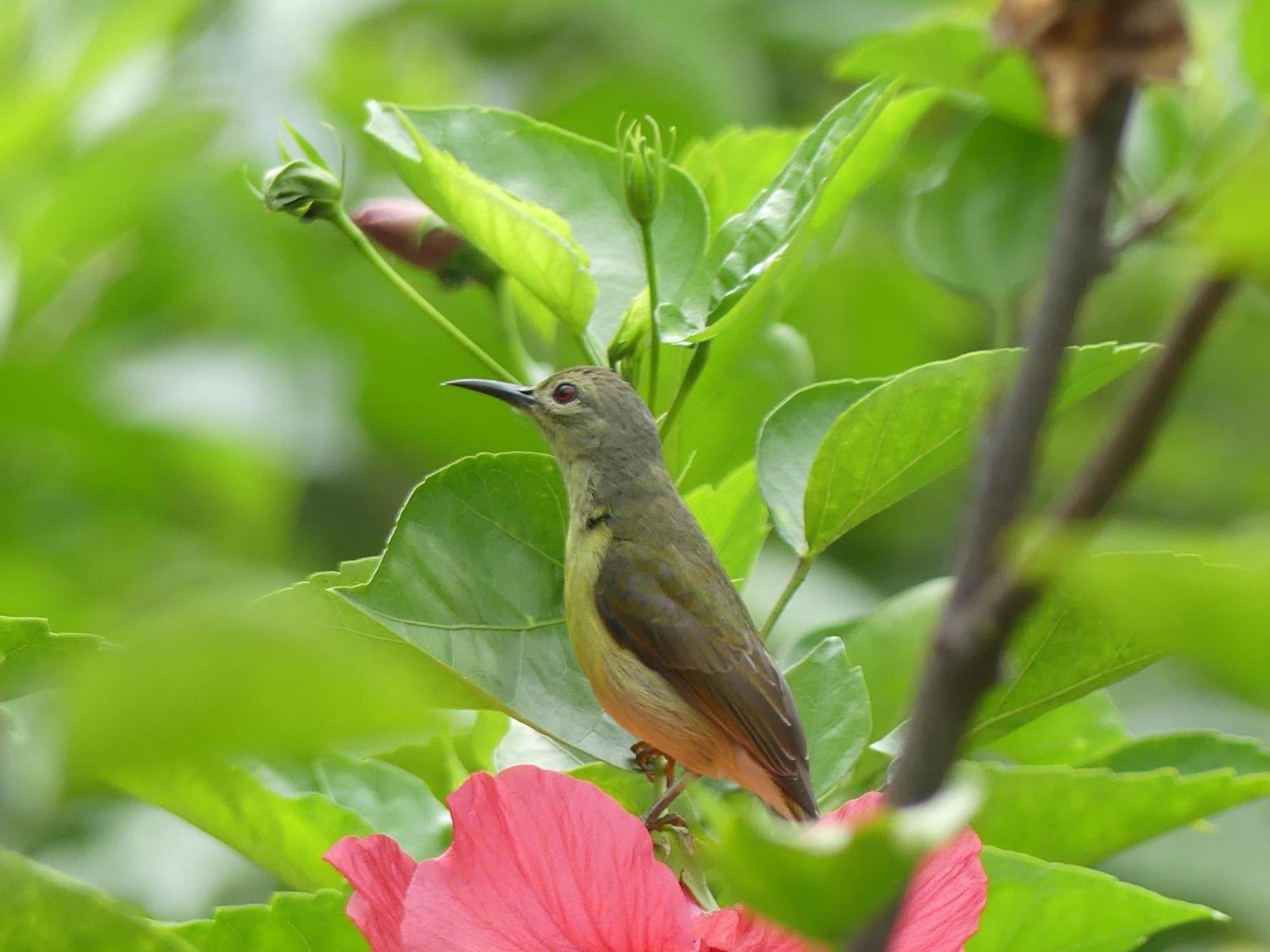 Magpie Homestay & Jungle Trekking Only For Guest Trekking With Us Bukit Lawang Room photo